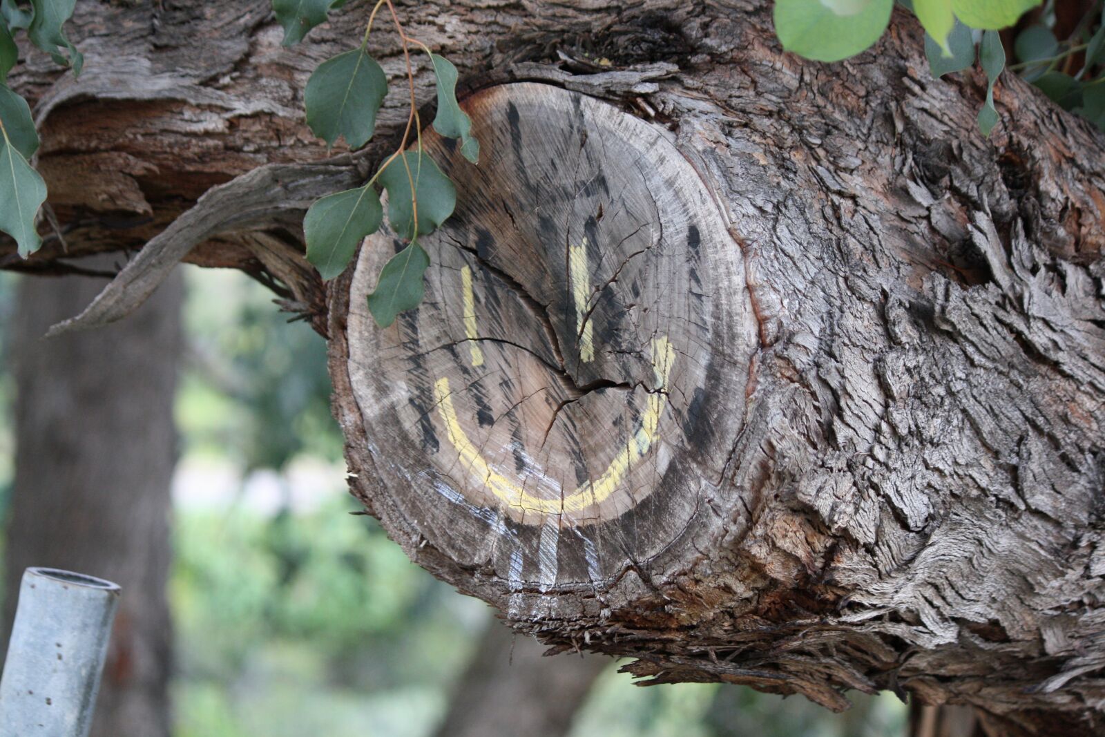Canon EOS 1000D (EOS Digital Rebel XS / EOS Kiss F) sample photo. Smile, smiley, happy photography