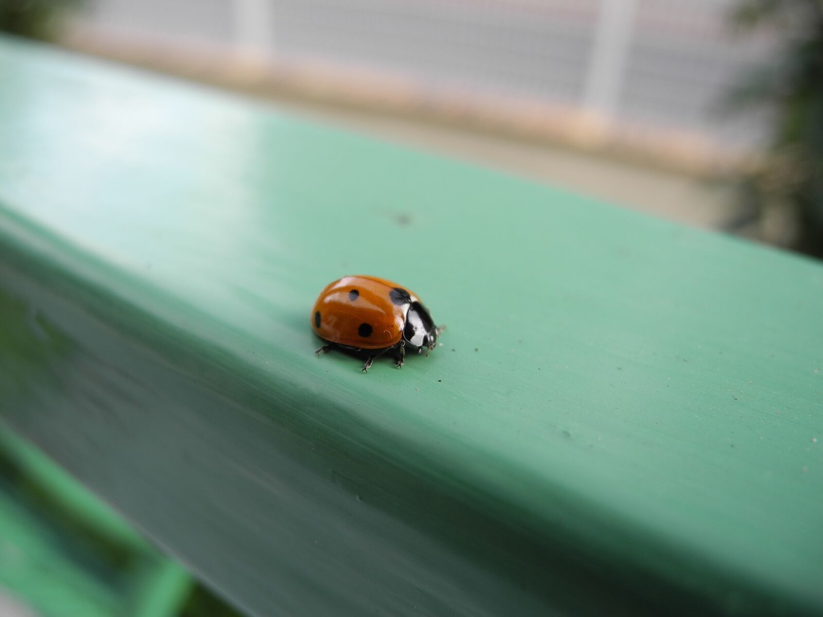 Nikon Coolpix P7000 sample photo. Ladybug, animal, macro photography