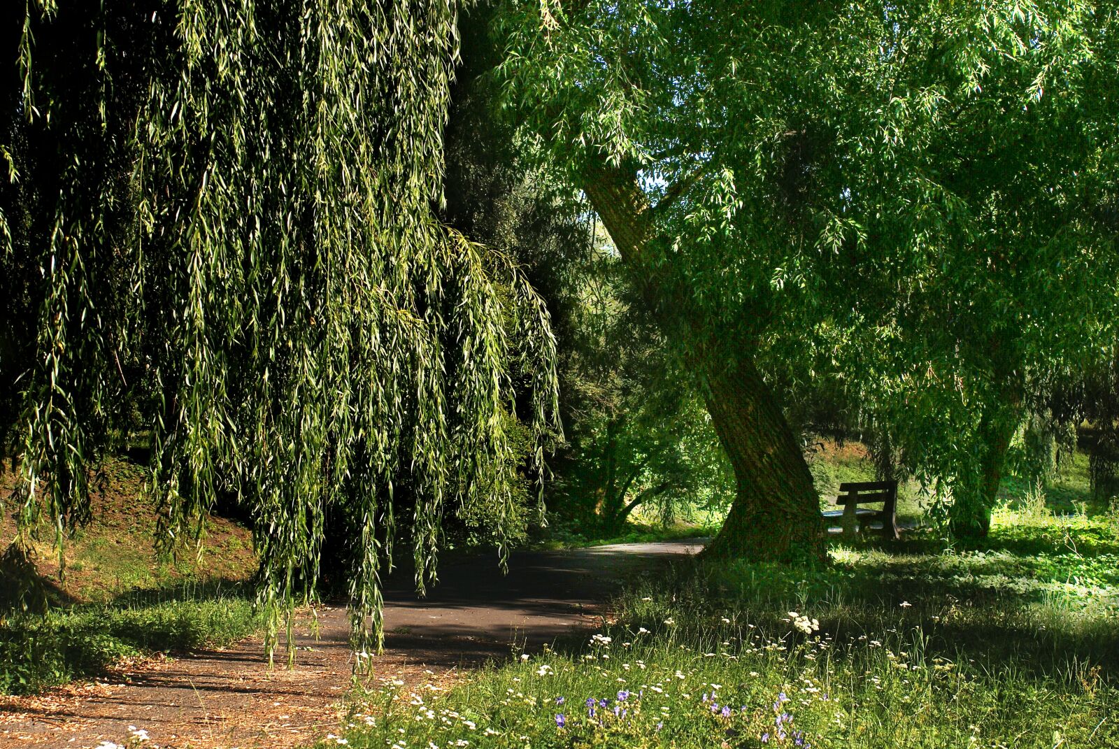 Sony Alpha DSLR-A200 sample photo. Tree, the path, forest photography