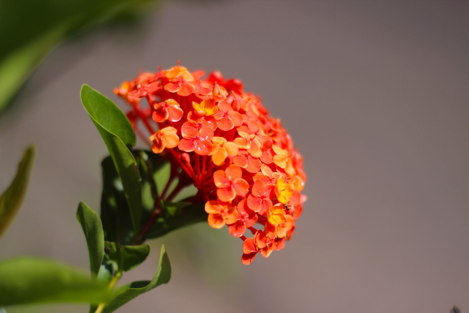 Canon EOS 600D (Rebel EOS T3i / EOS Kiss X5) + Canon EF 50mm F1.8 II sample photo. Ixora, flower, red photography