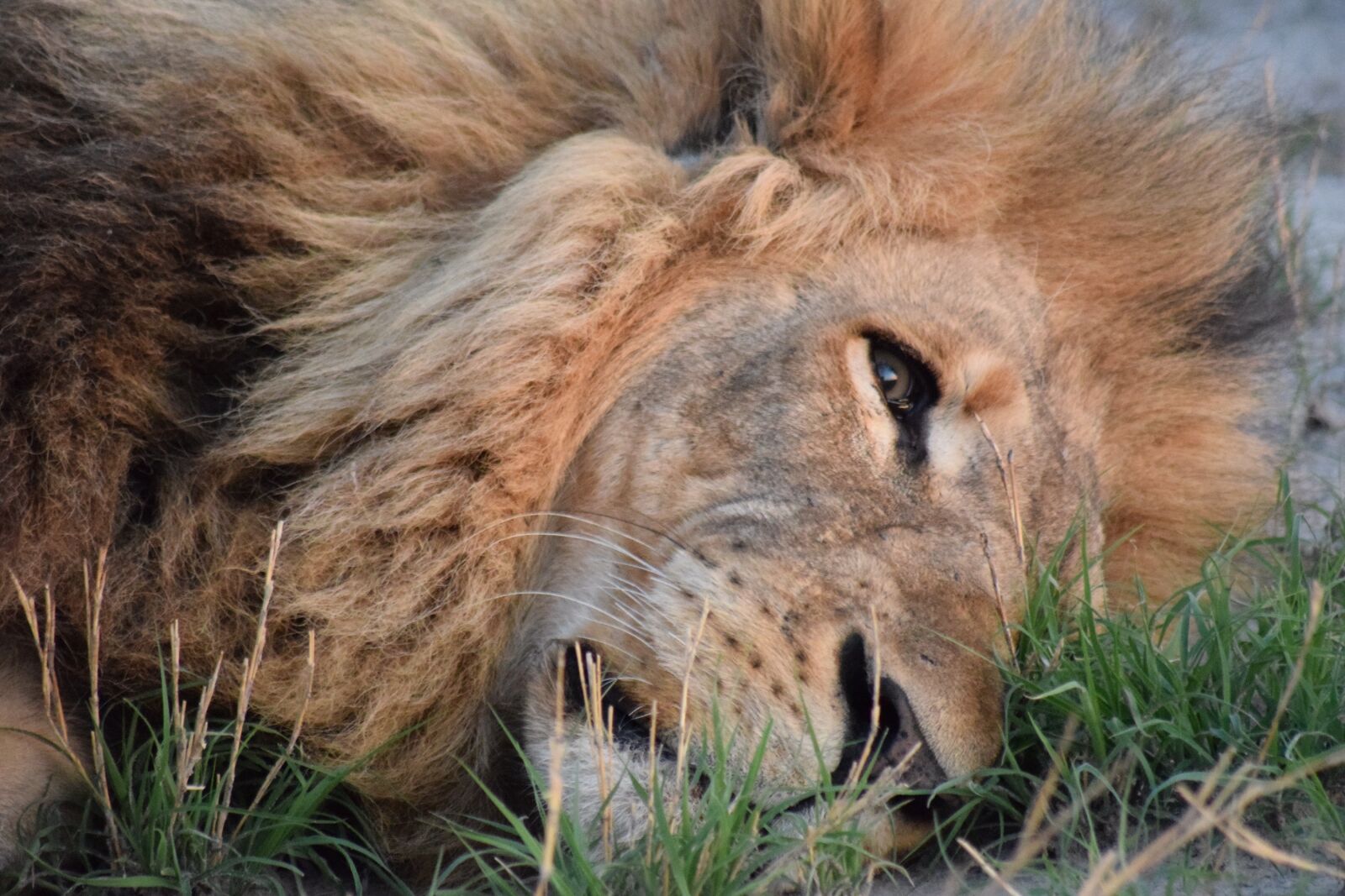 Nikon D5300 sample photo. Sleepy lion, lion, botswana photography