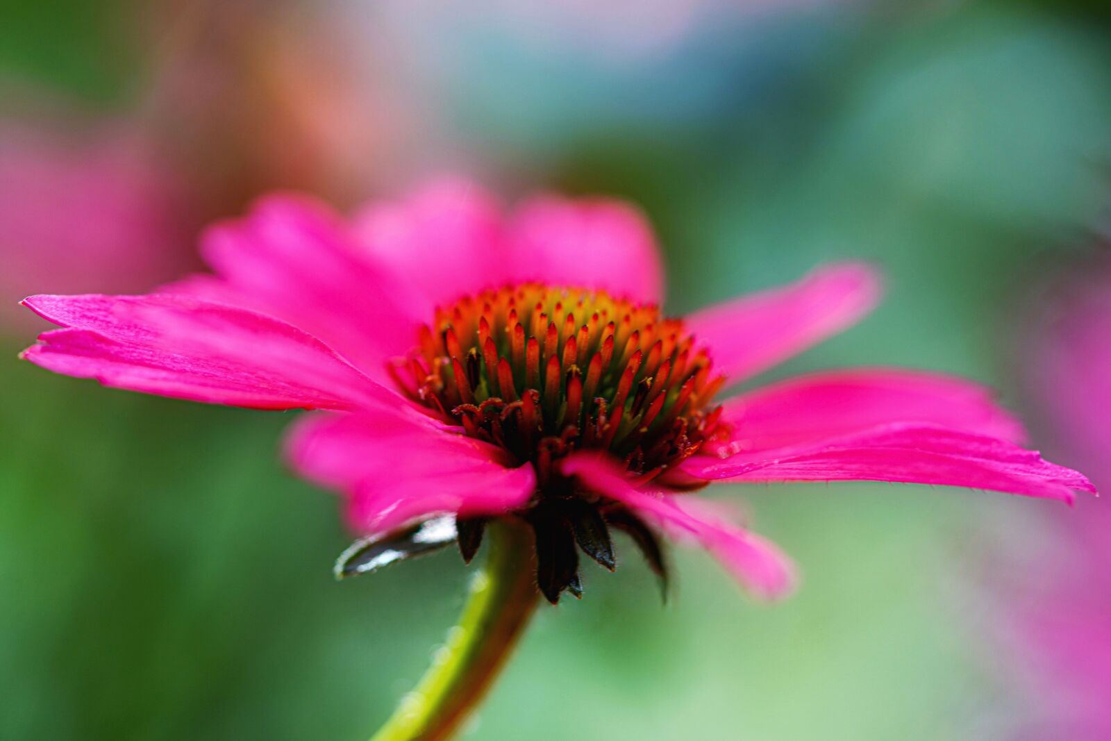 Sony a7 III sample photo. Coneflower, flower, pink flower photography