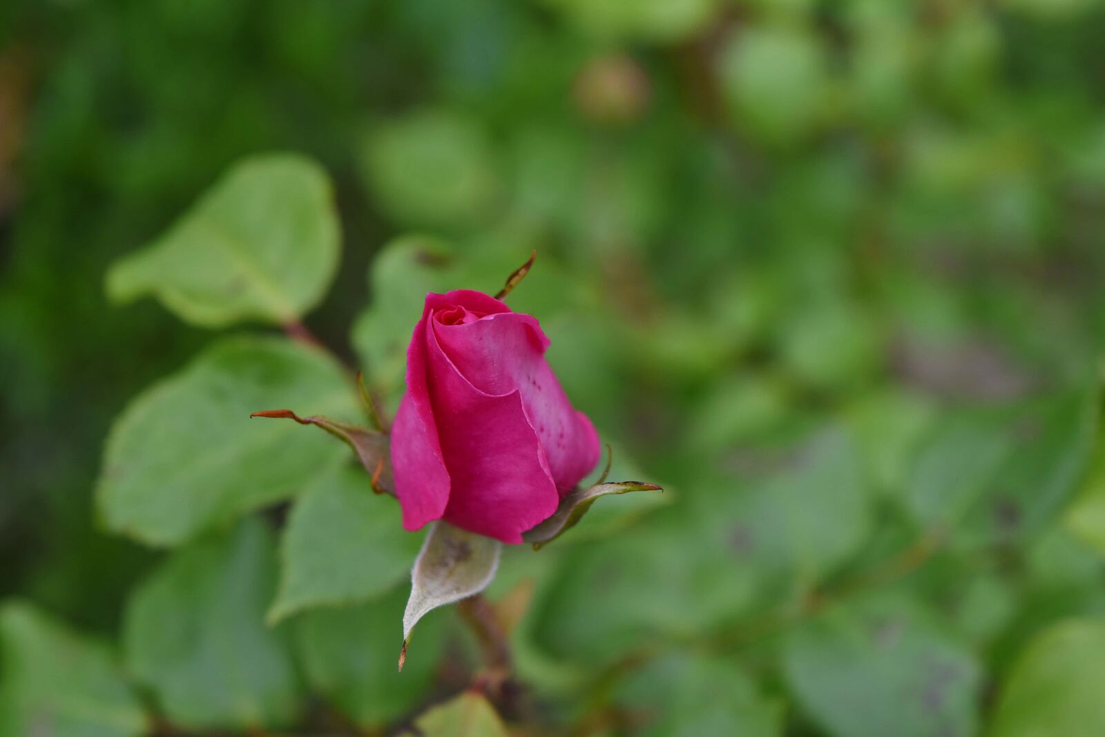 Nikon D5500 sample photo. Ecology, environment, flower garden photography