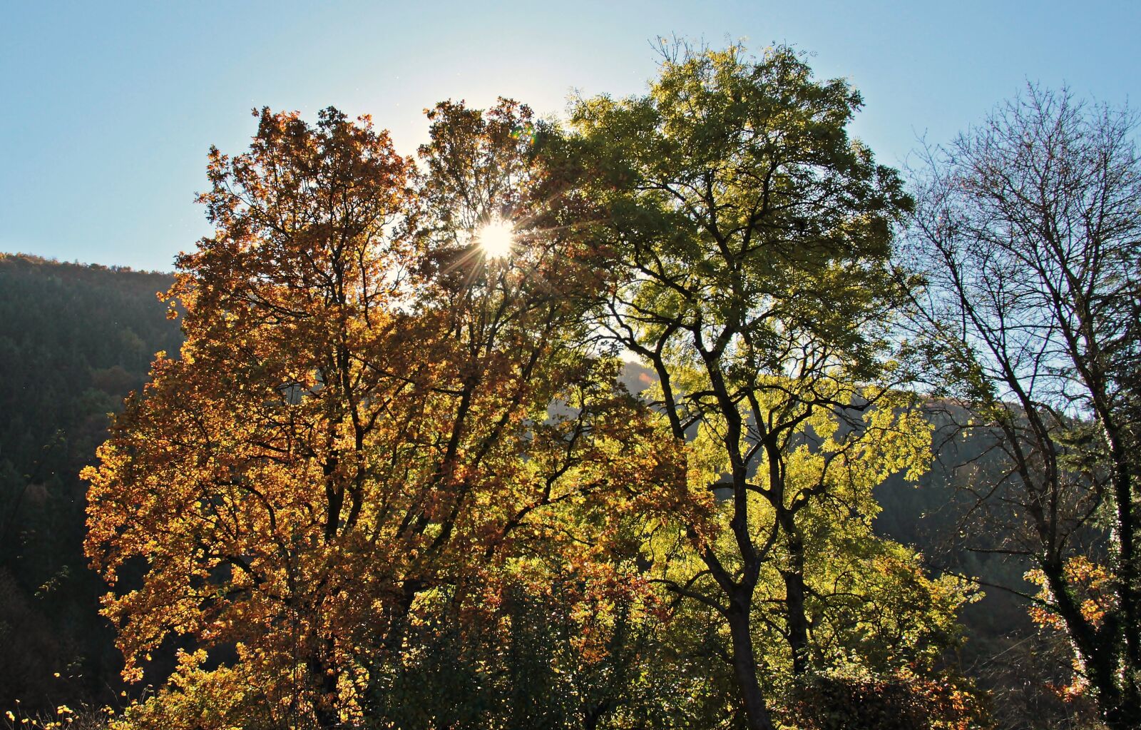 Canon EOS 550D (EOS Rebel T2i / EOS Kiss X4) sample photo. Trees, autumn, mood photography