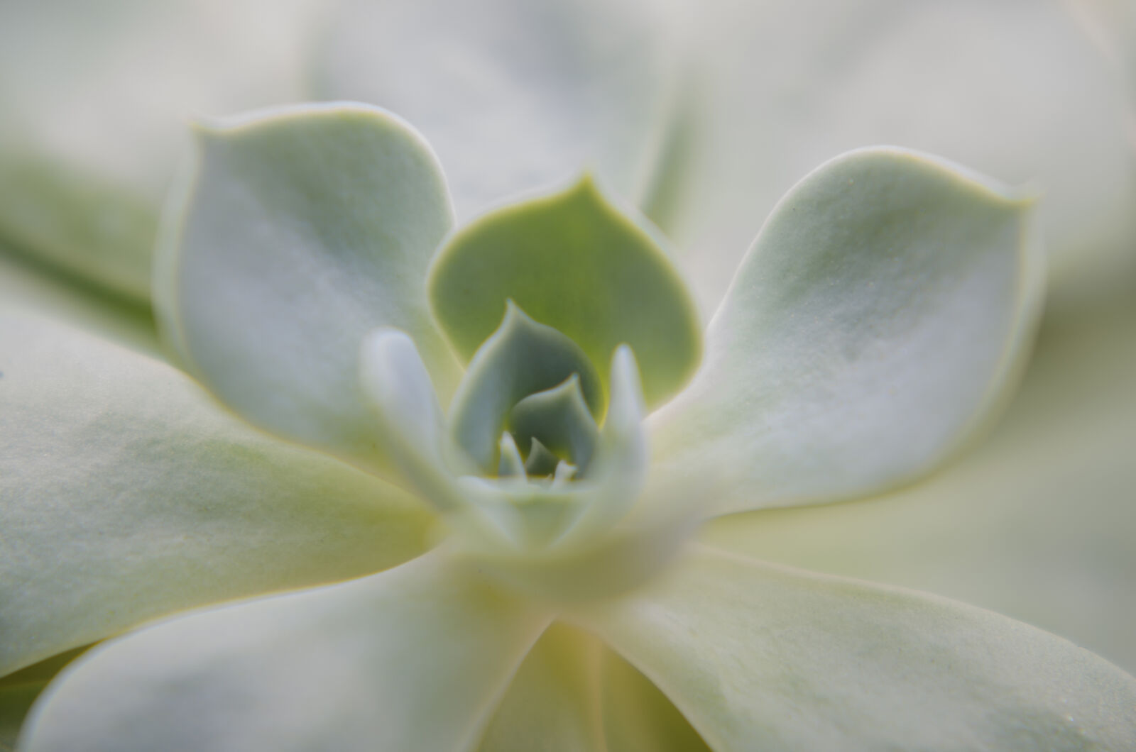 Nikon D7000 + Nikon AF-S Nikkor 50mm F1.8G sample photo. Abstract, abstrato, background, brazilian photography