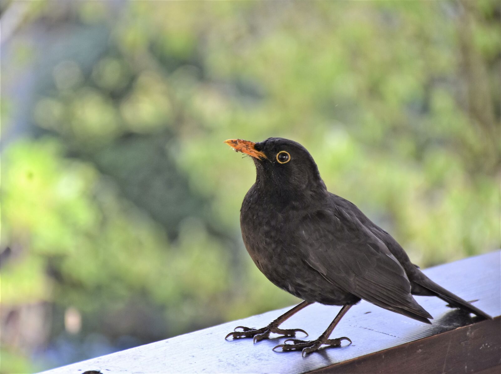 Nikon D7200 sample photo. Blackbird, bird, animal photography