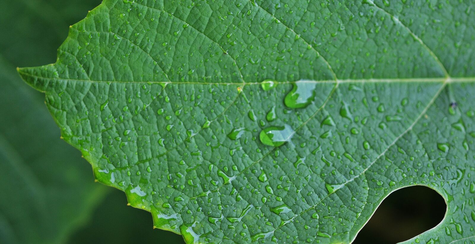 Nikon D7000 sample photo. Natur, leaf, natural photography