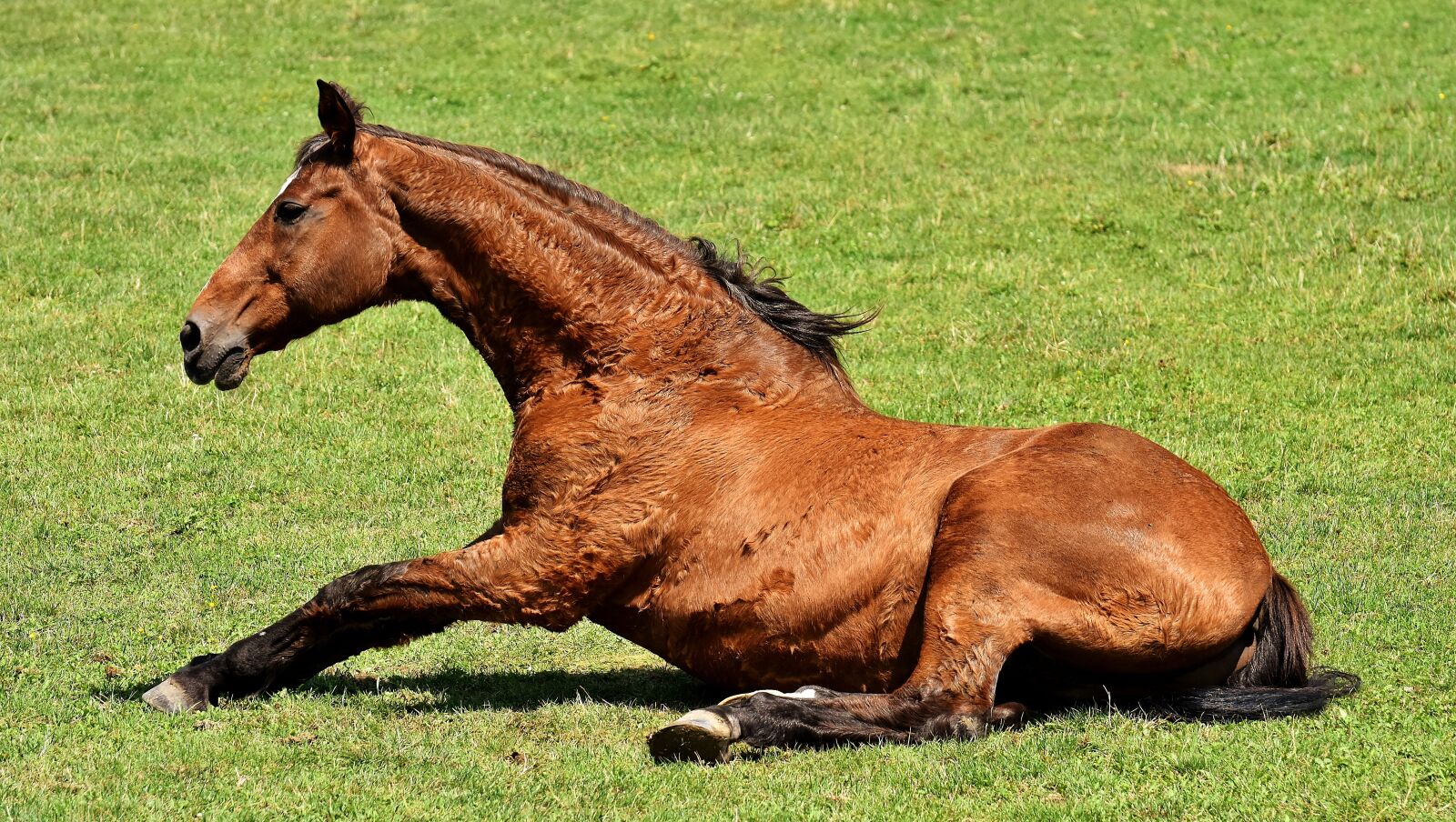 Nikon D7200 sample photo. Horse, coupling, stand up photography