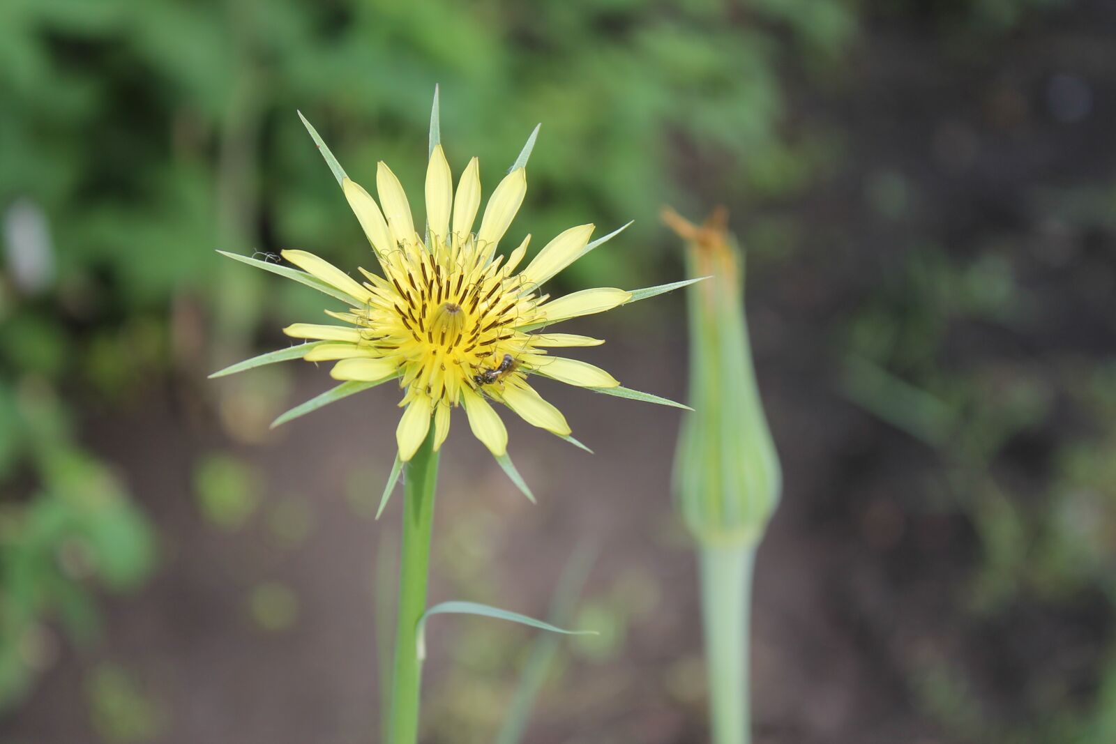 Canon EOS 1100D (EOS Rebel T3 / EOS Kiss X50) sample photo. Summer, yellow, flower photography