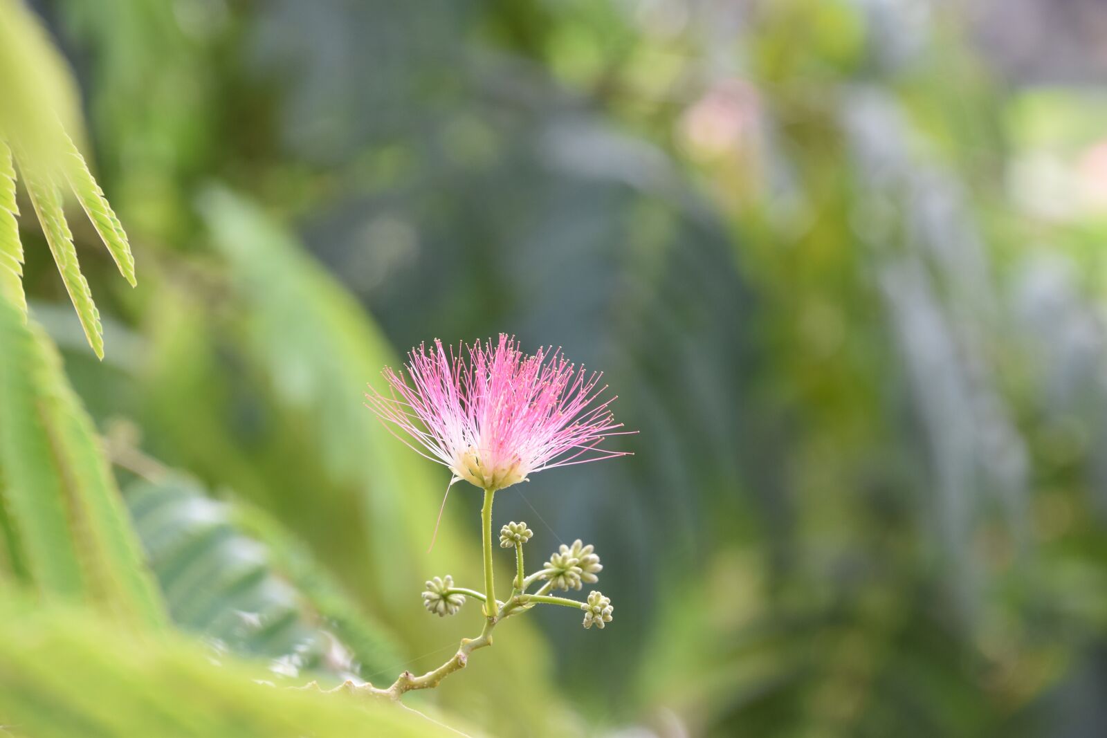 Nikon D5600 sample photo. Flower, plant, nature photography