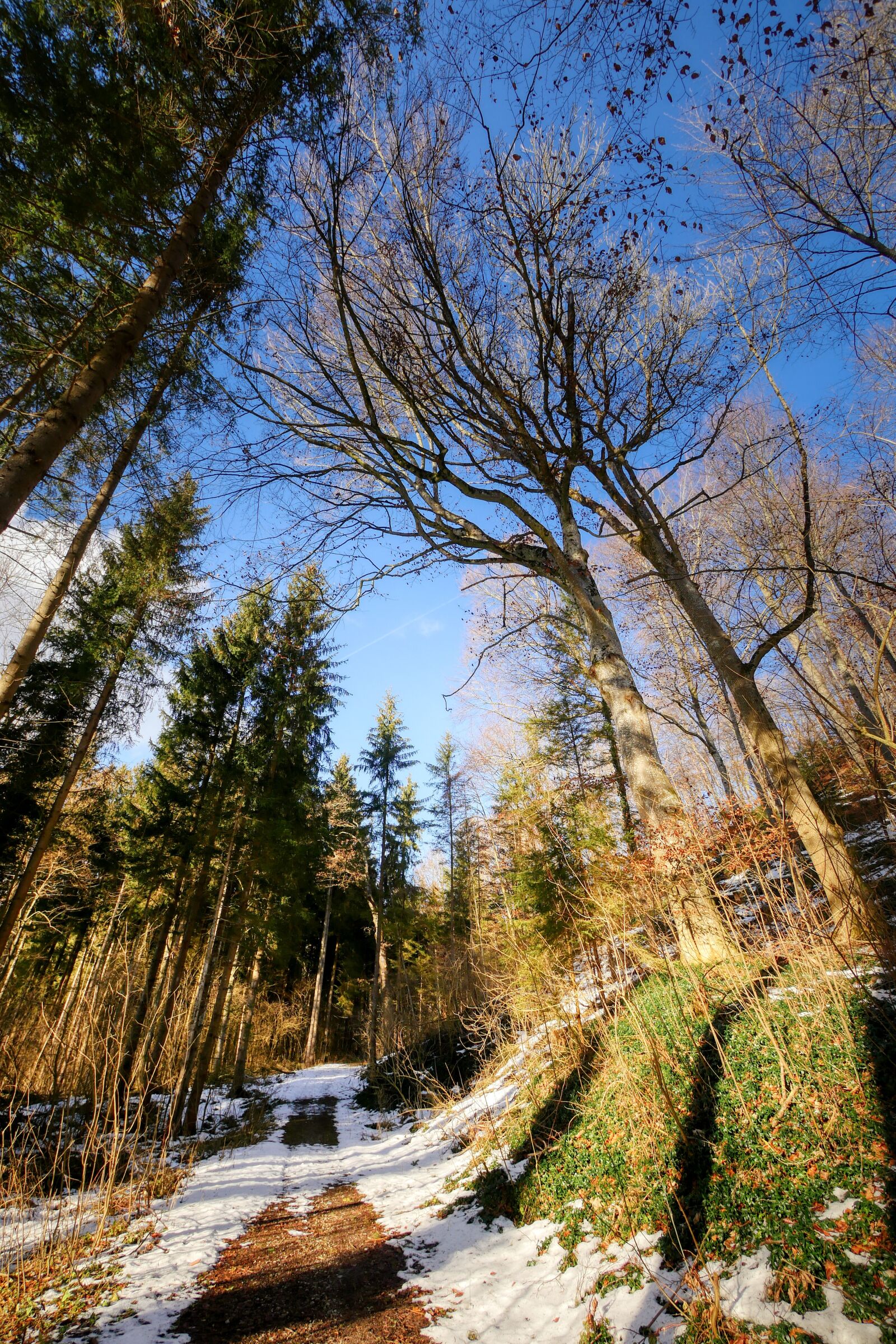 Panasonic Lumix DMC-GX8 sample photo. Forest, away, tree photography