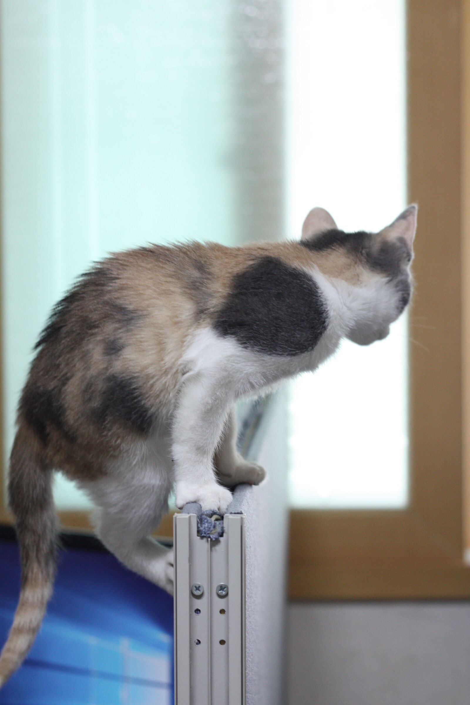 Canon EOS 450D (EOS Rebel XSi / EOS Kiss X2) sample photo. Cat, nori just, nyan photography