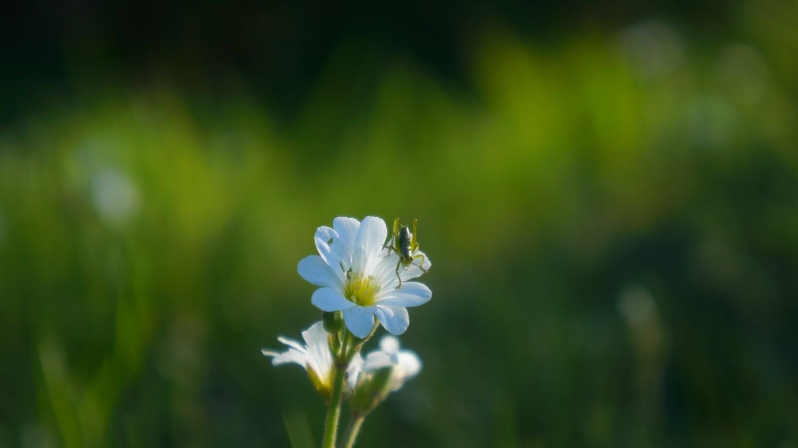 Sony Alpha a3000 + Sony E 18-55mm F3.5-5.6 OSS sample photo. Nature, plants, meadow photography