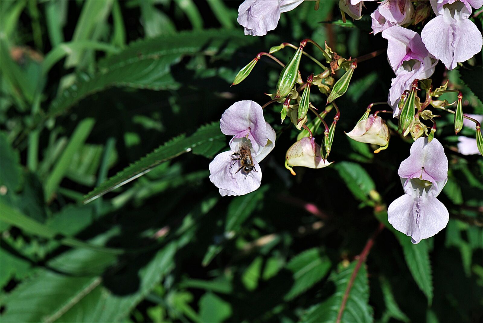 Nikon D80 sample photo. Balsam, plant, bee photography