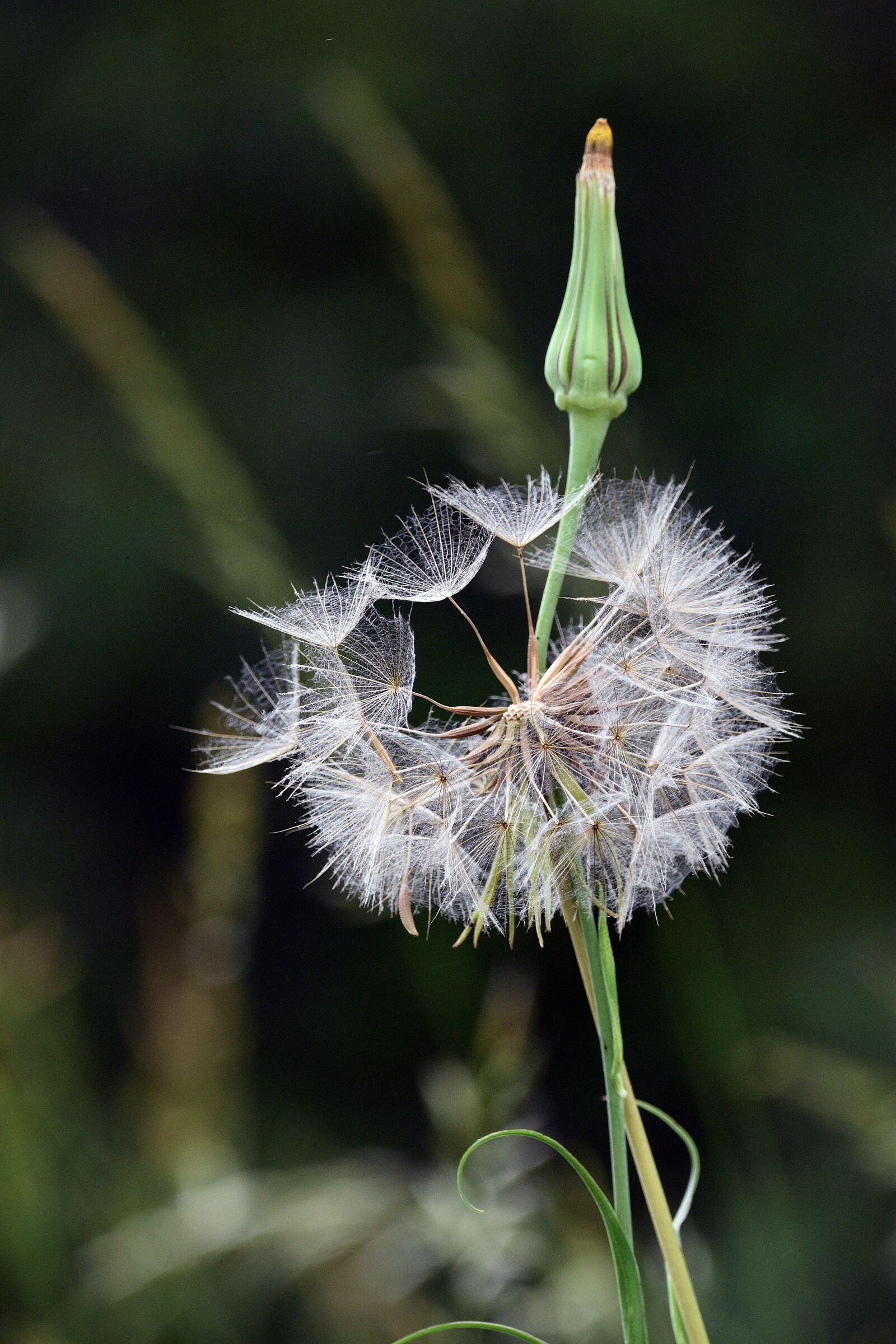 Nikon D3400 sample photo. Flower nature, dandelion, green photography