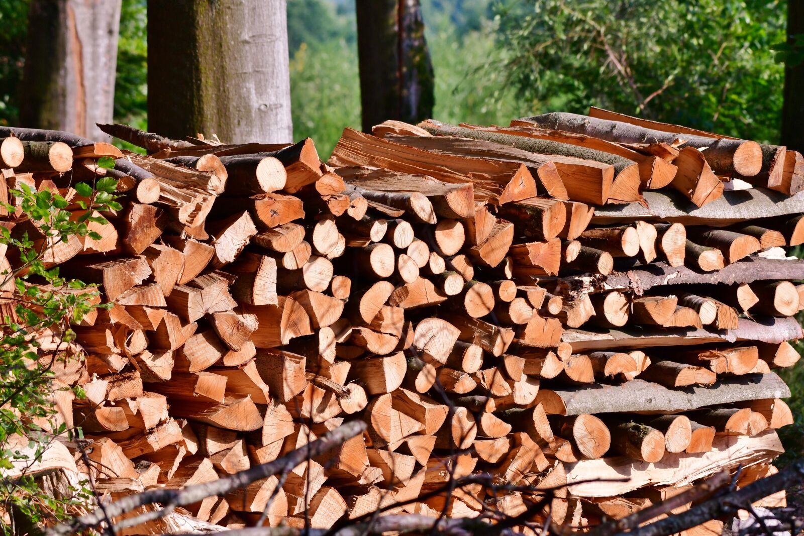 Nikon D500 sample photo. Wood, cut, stacked photography