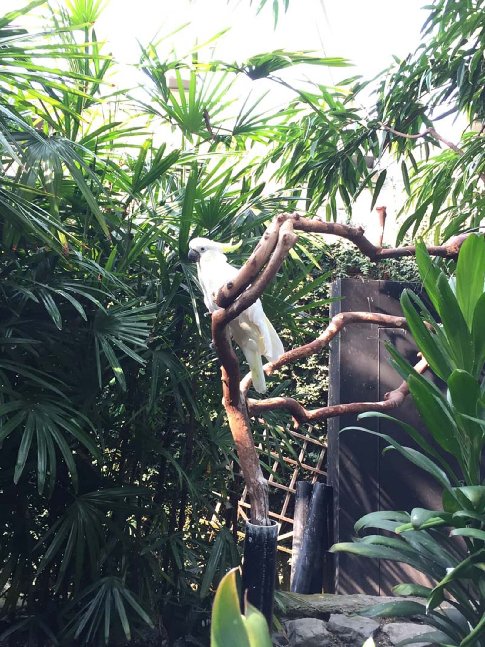 iPhone 6 back camera 4.15mm f/2.2 sample photo. Bird, building, macaw, trees photography