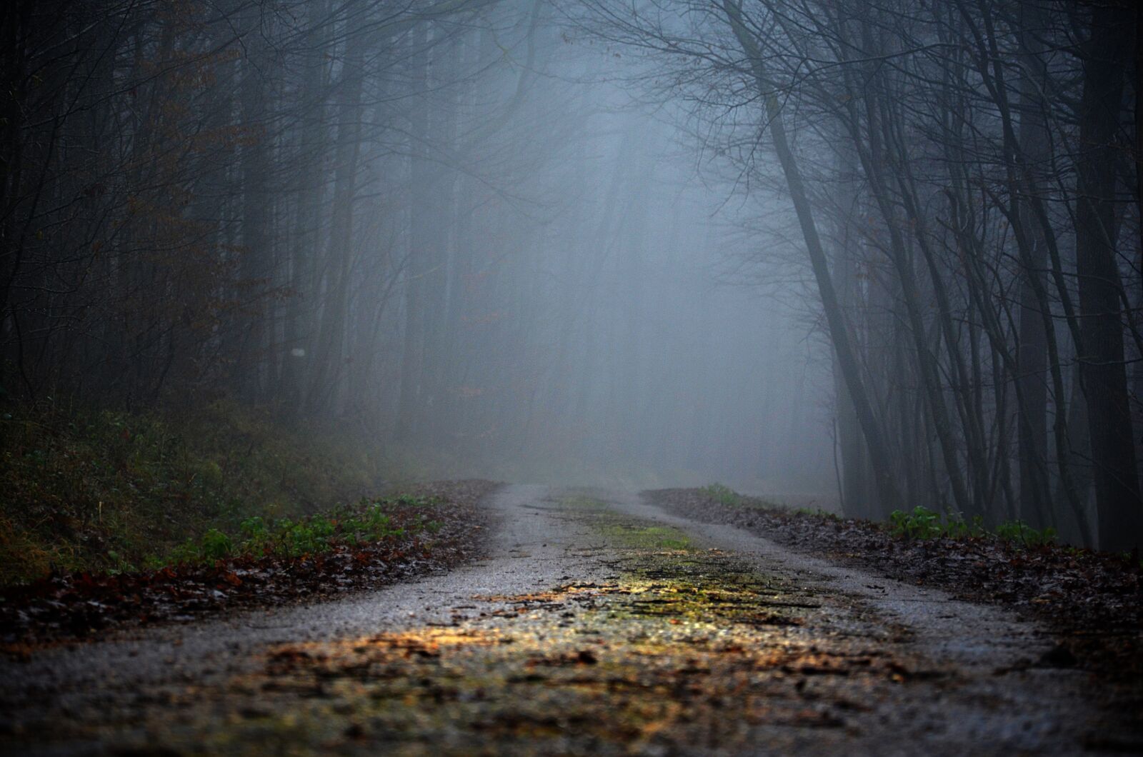 Nikon D5100 sample photo. Road, forest, fog photography