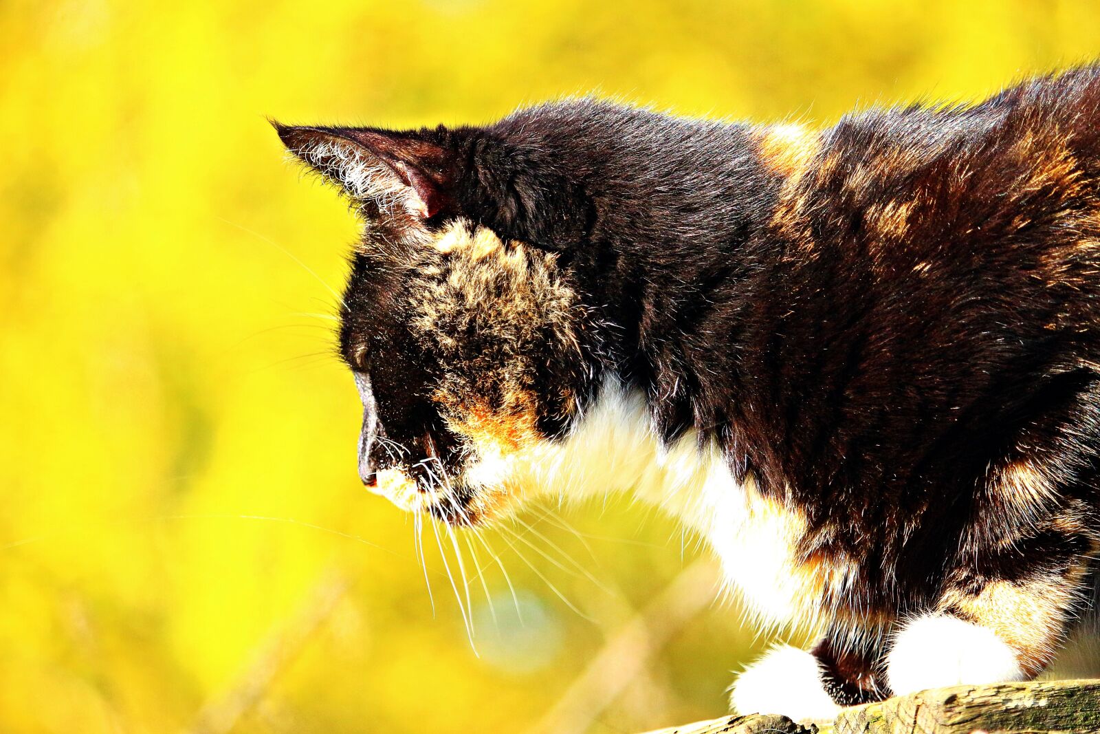 Canon EOS 100D (EOS Rebel SL1 / EOS Kiss X7) sample photo. Cat, lucky cat, three photography