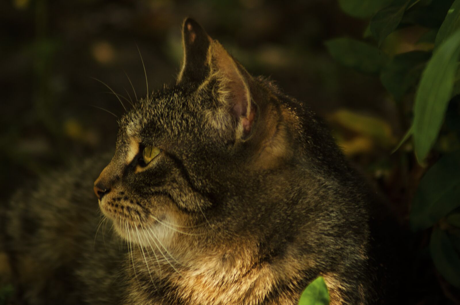 Nikon D5100 sample photo. Cat, fur, pet photography