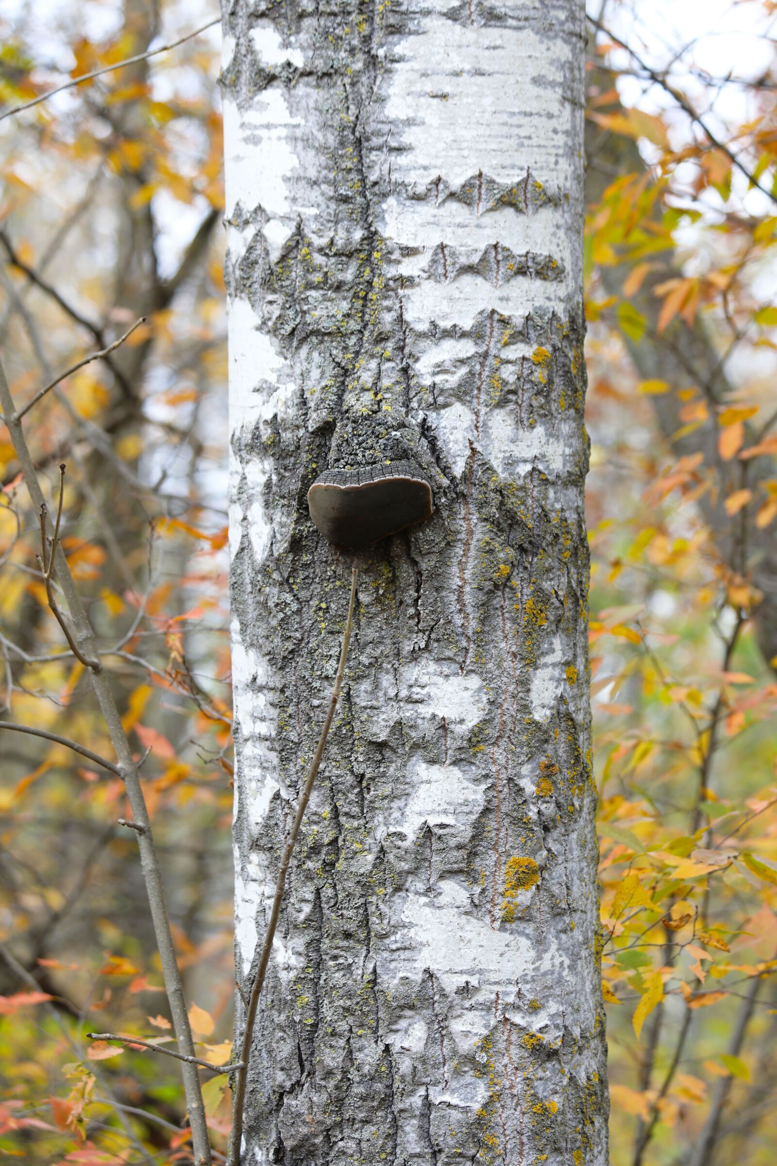 Canon EOS 5D Mark IV + Canon EF 70-300mm F4-5.6 IS USM sample photo. Birch, birch tree, trunk photography
