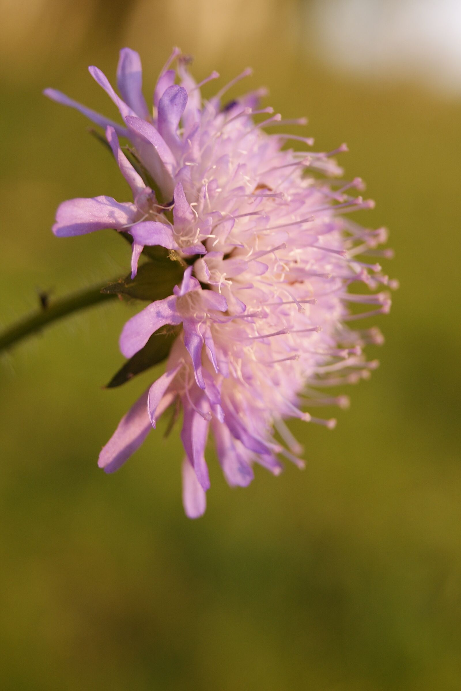 Sony Alpha DSLR-A390 sample photo. Flower, macro, plant photography