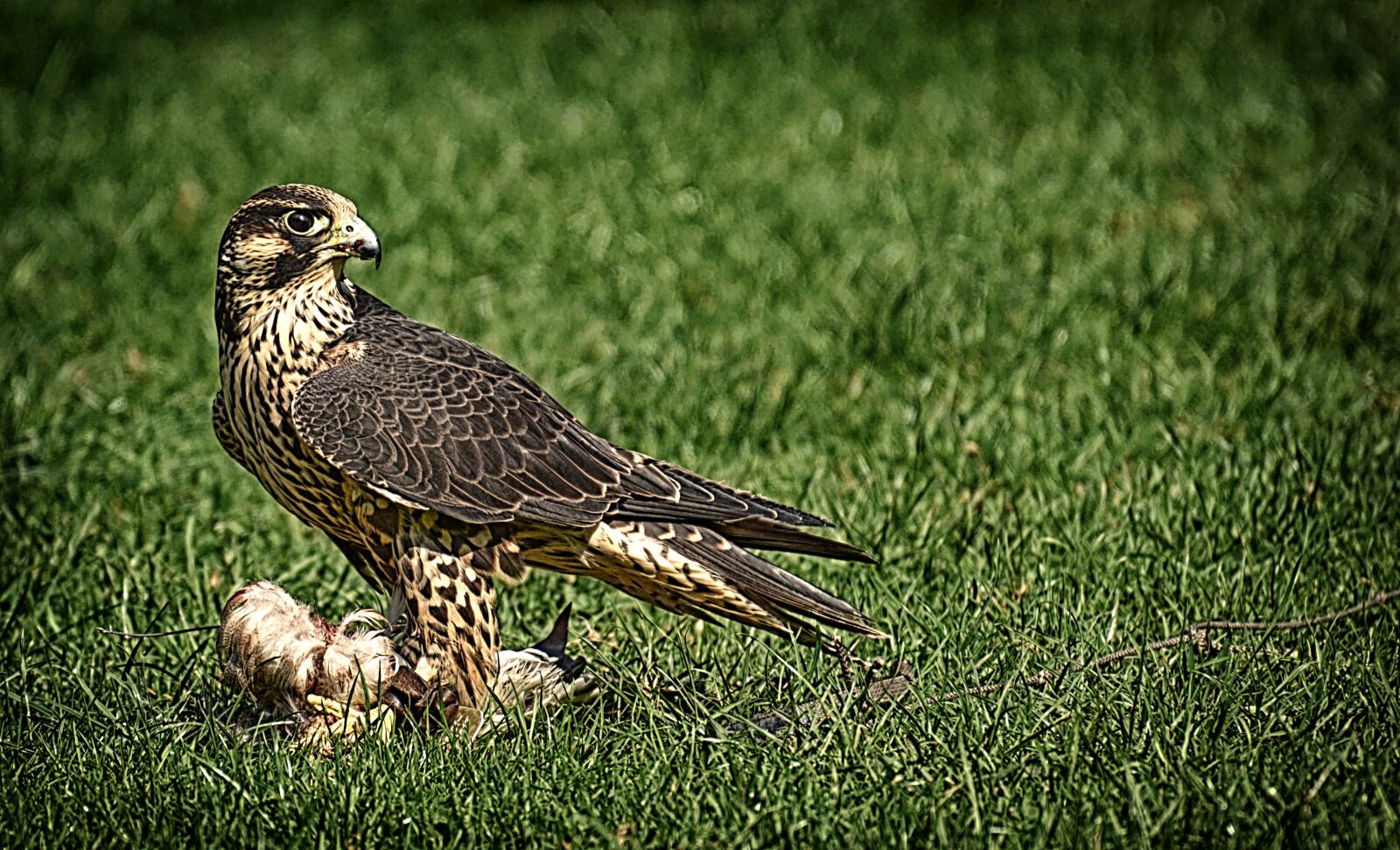 Nikon D3200 sample photo. Falcon, bird, prey photography