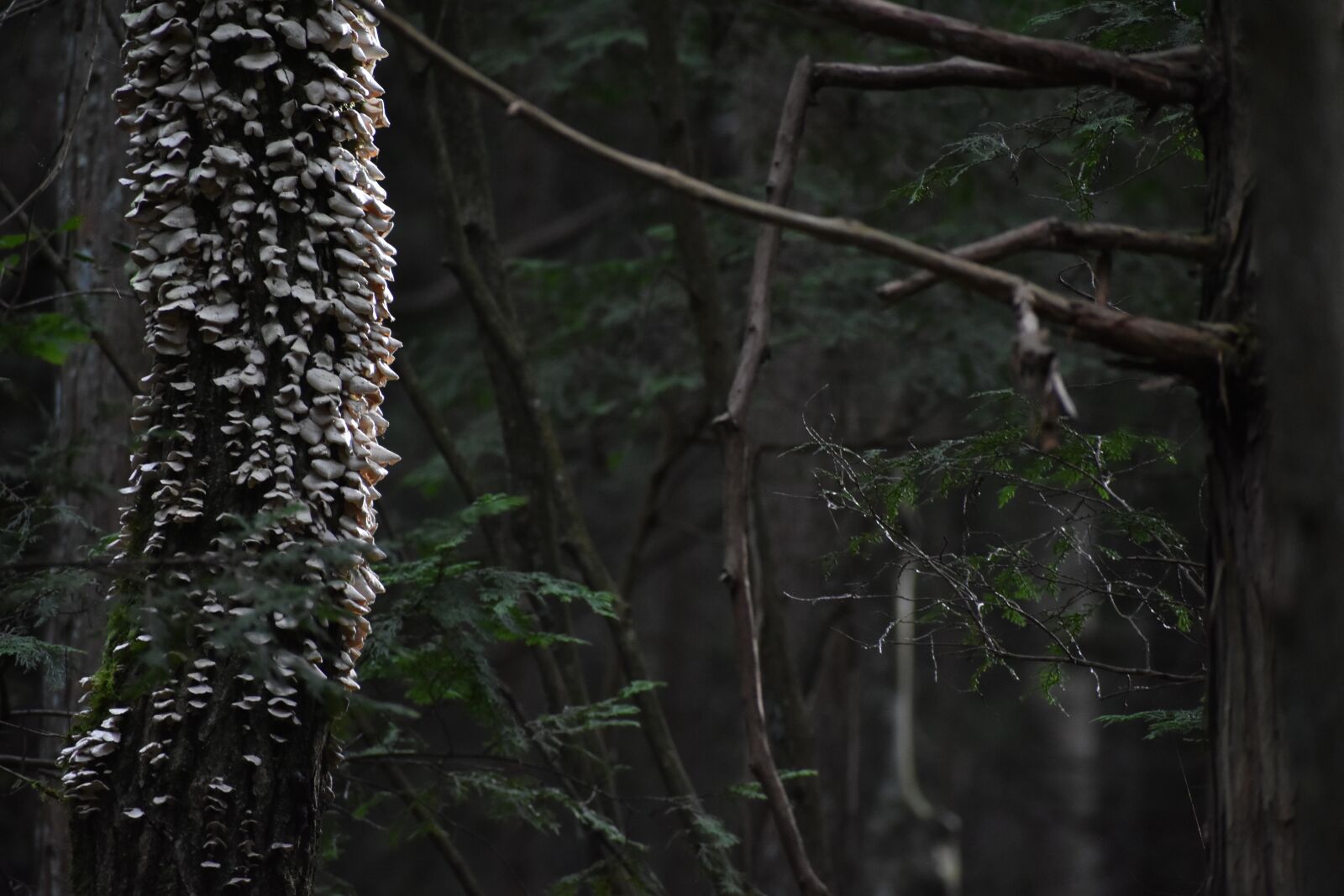 Nikon D3400 sample photo. Tree, nature, wood photography