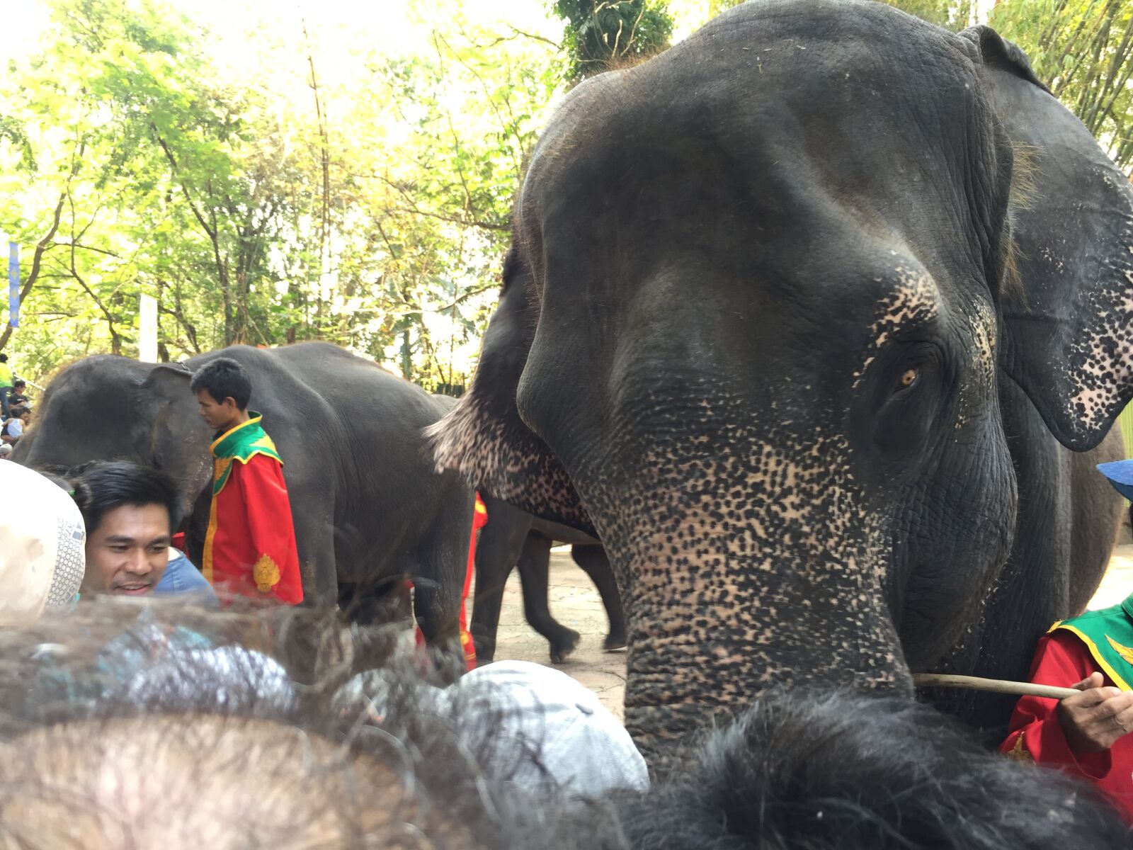 iPhone 6 Plus back camera 4.15mm f/2.2 sample photo. Elephant, zoo, thailand photography