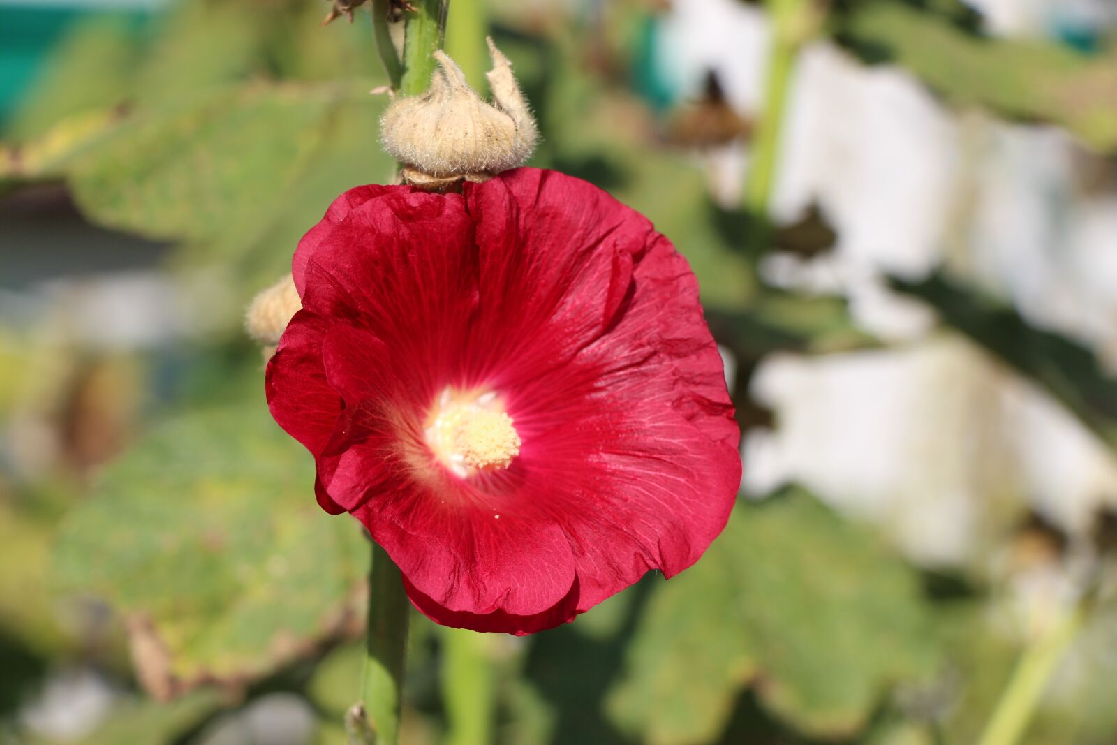 Canon EOS 650D (EOS Rebel T4i / EOS Kiss X6i) sample photo. Stock rose, flower, close photography