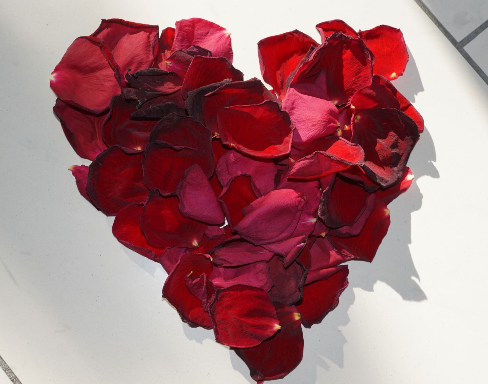 Sony ILCA-77M2 + Sony DT 16-50mm F2.8 SSM sample photo. Rose, red, love photography