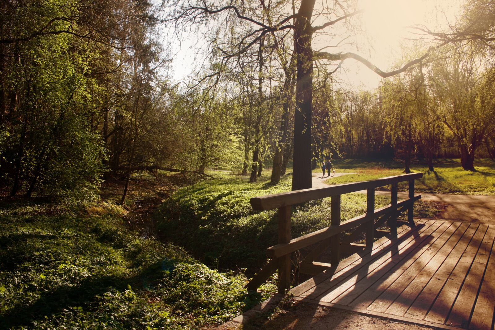 Canon EOS 450D (EOS Rebel XSi / EOS Kiss X2) sample photo. Bridge, forest, mood photography