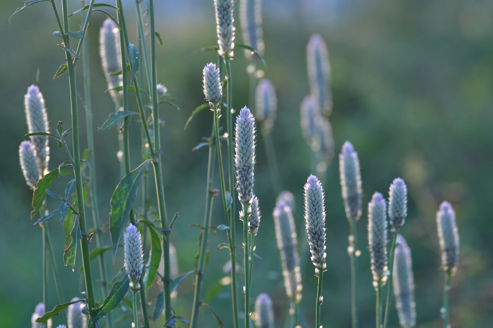 Nikon D500 sample photo. Meadow, wildflowers, seeds photography