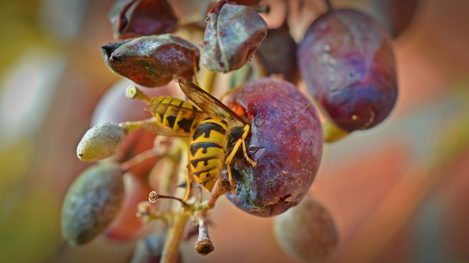 Nikon D5200 sample photo. Wasps, grapes, wasps devoured photography