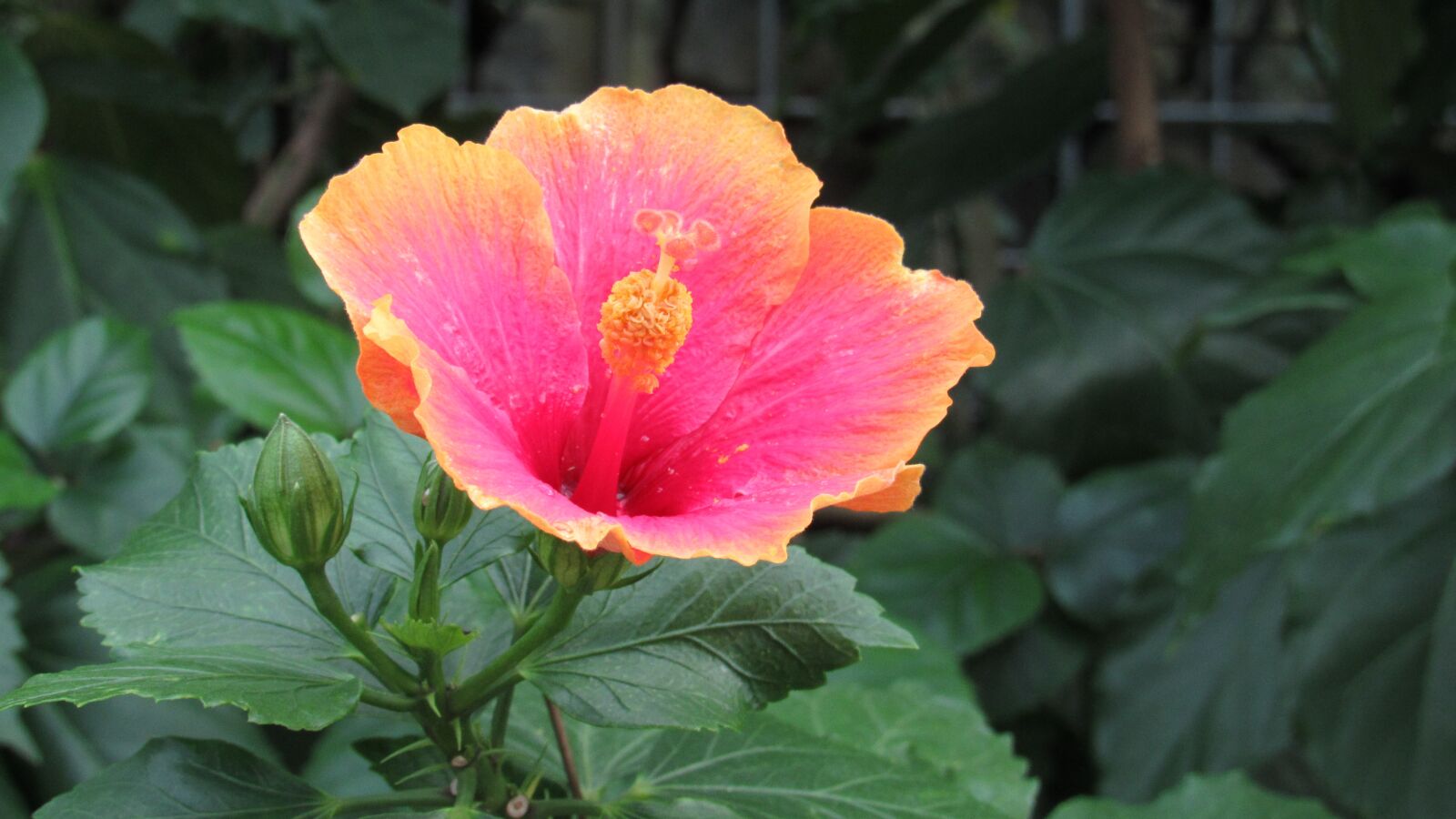 Canon PowerShot SX530 HS sample photo. Pink, orange, flower photography