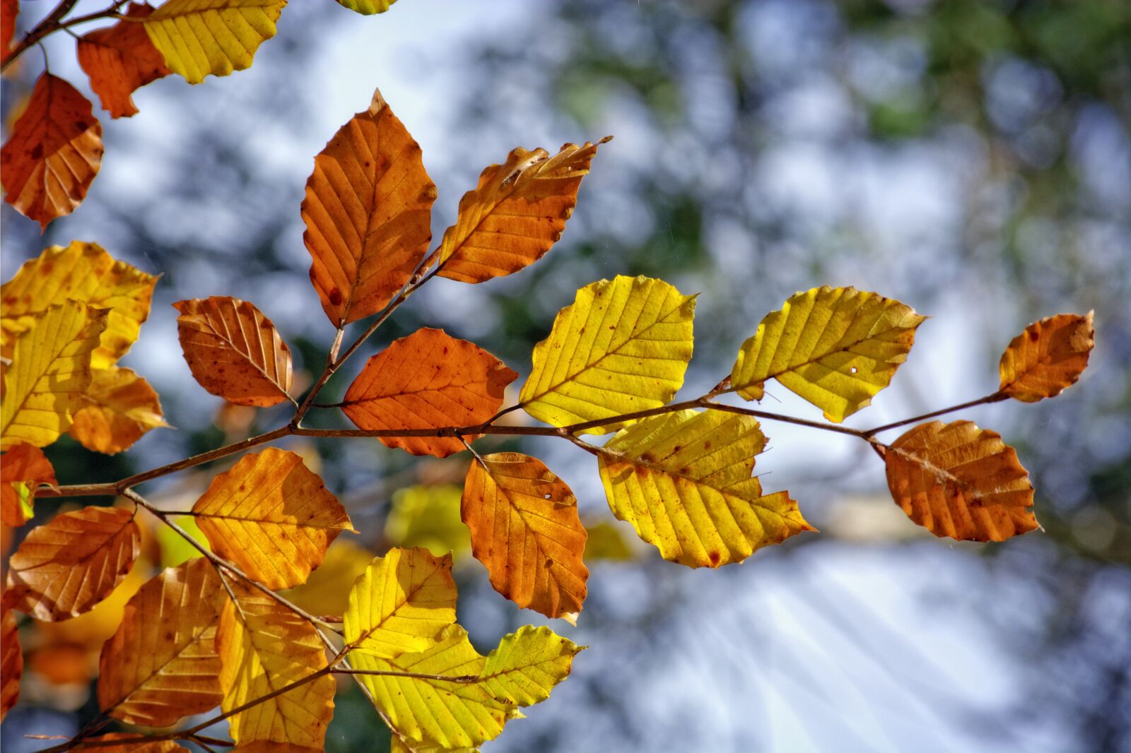 55.0-200.0mm f/4.0-f/5.6 sample photo. Autumn, branch, leaves photography