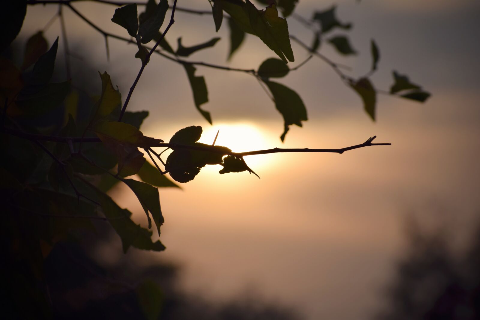 Nikon D5300 sample photo. Sunset, trees, shadow photography