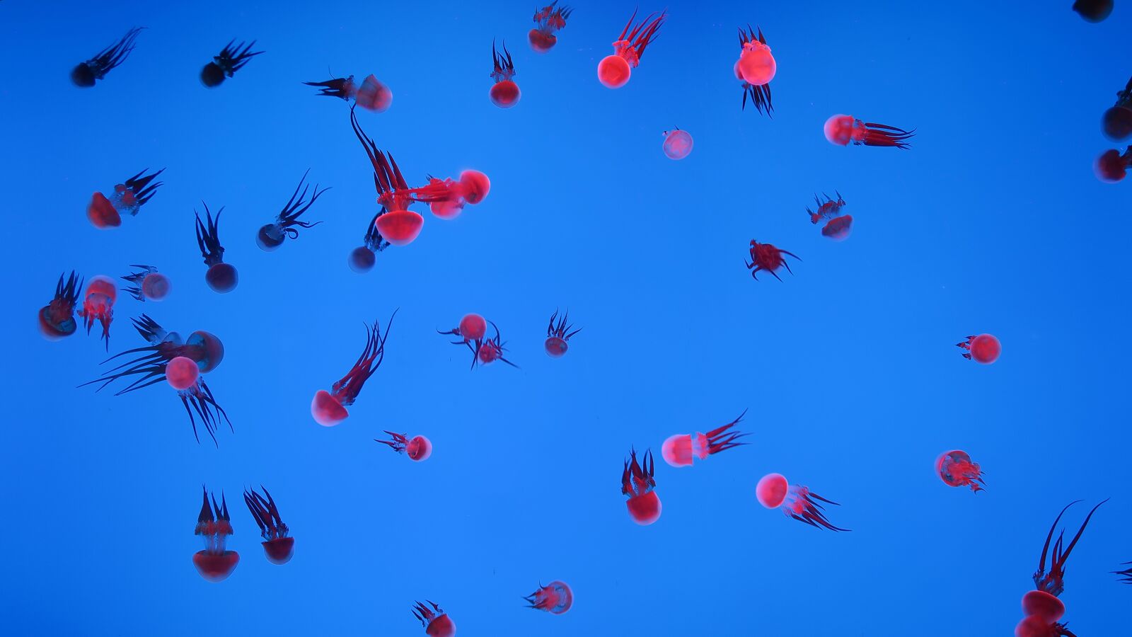 Canon PowerShot G7 X sample photo. Marine aquarium, jellyfish, shanghai photography