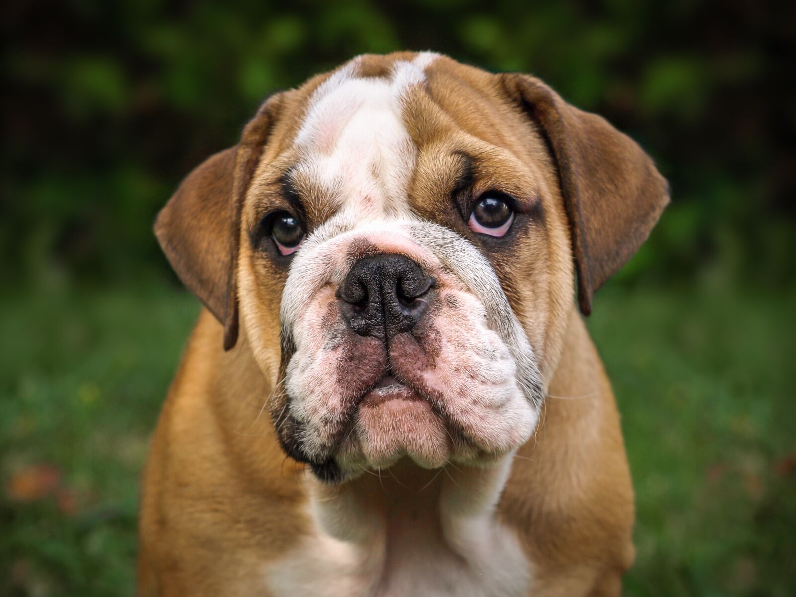 Olympus E-510 (EVOLT E-510) sample photo. English bulldog, dog, mammal photography