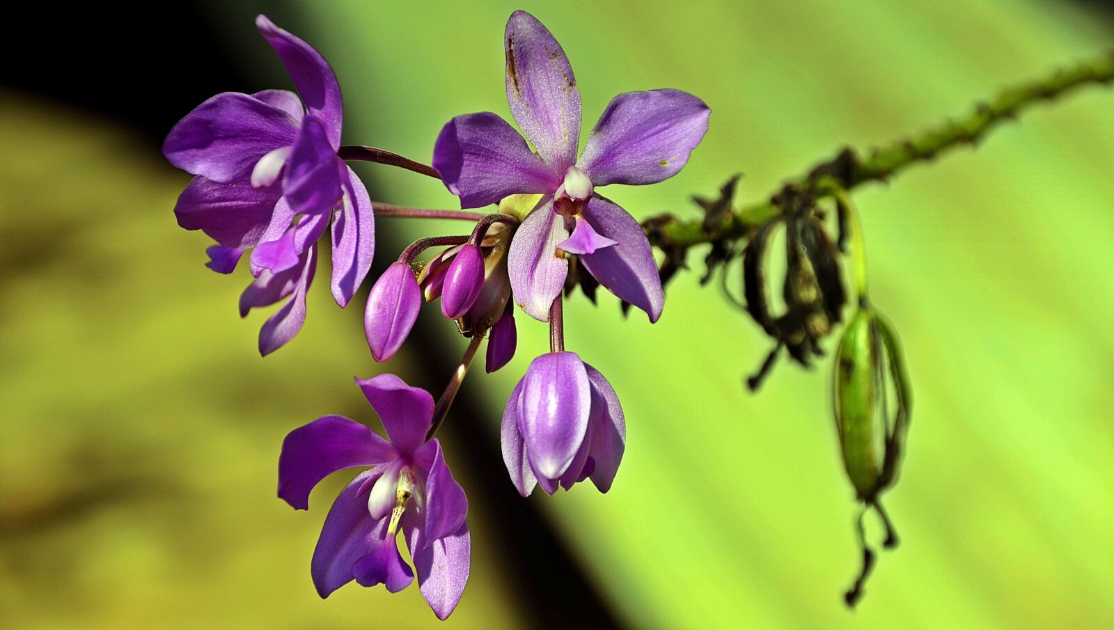Nikon D5100 sample photo. Flower, purple, blossom photography