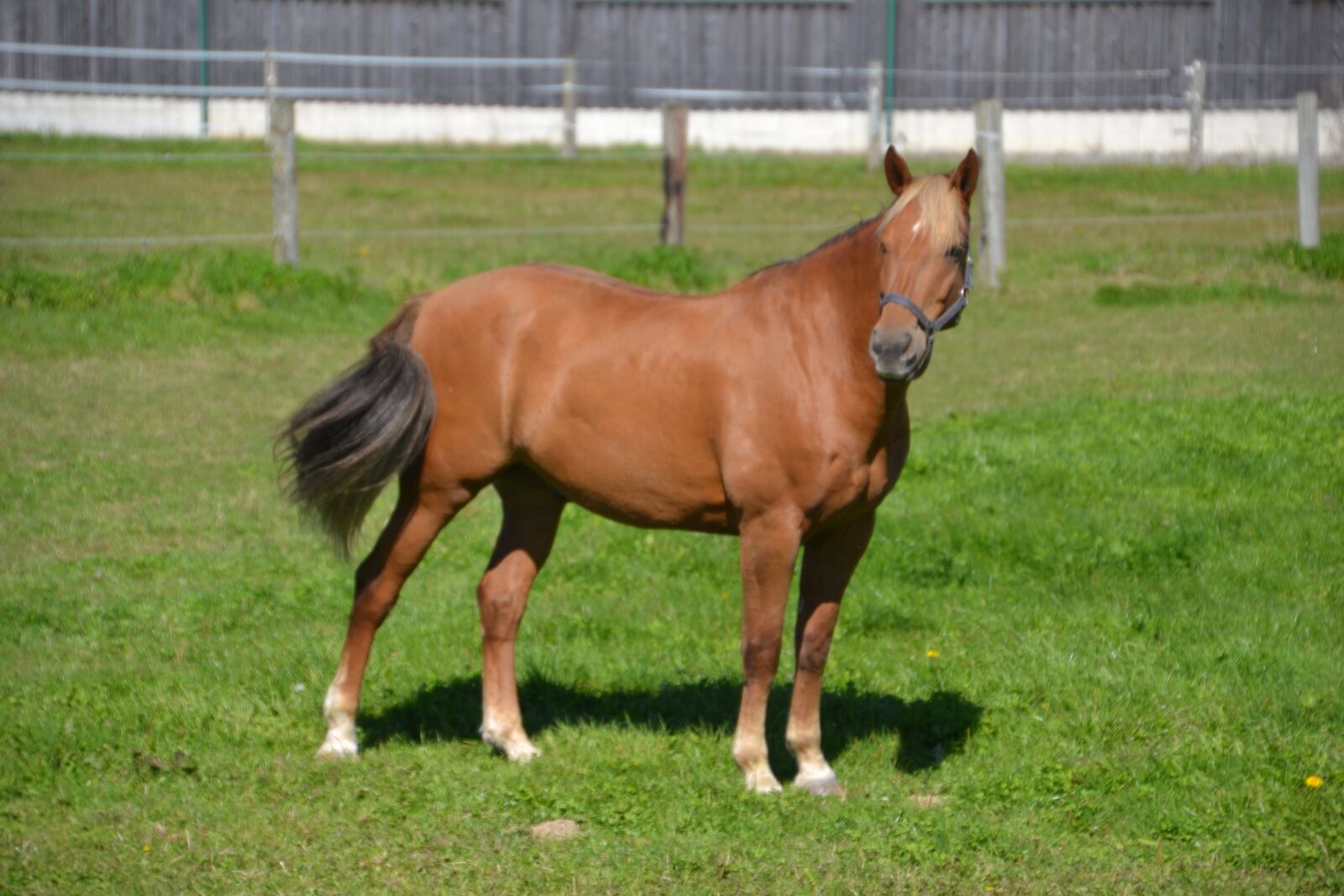 Nikon D3100 sample photo. Horses, paddock, pasture photography
