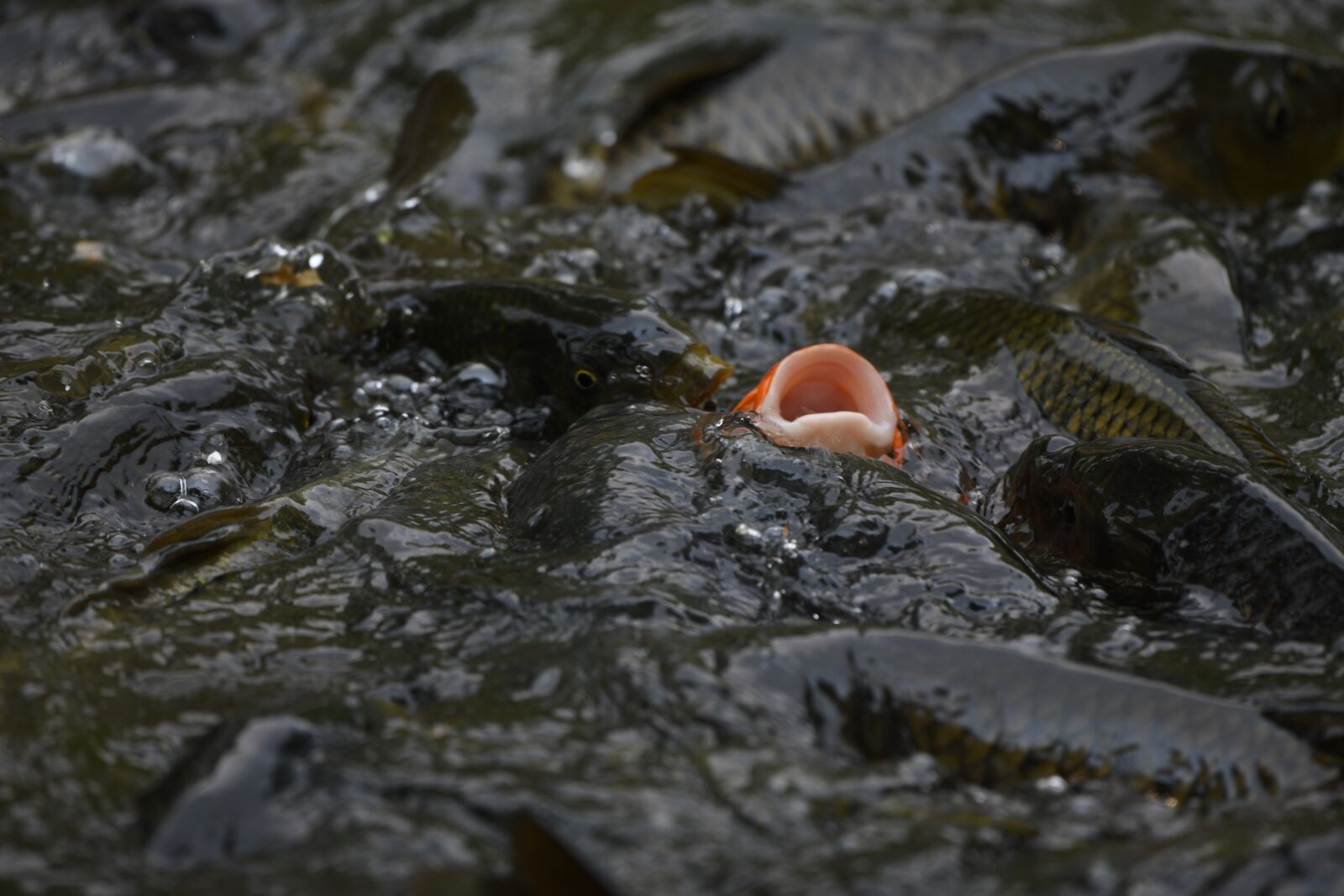 Nikon D850 sample photo. Fish, water, carp photography