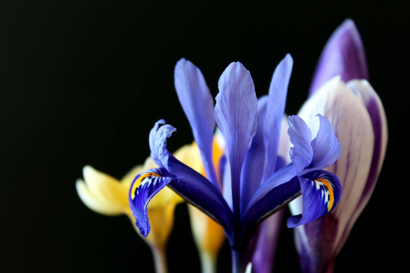 Canon EOS 1300D (EOS Rebel T6 / EOS Kiss X80) sample photo. Lily, early bloomer, purple photography