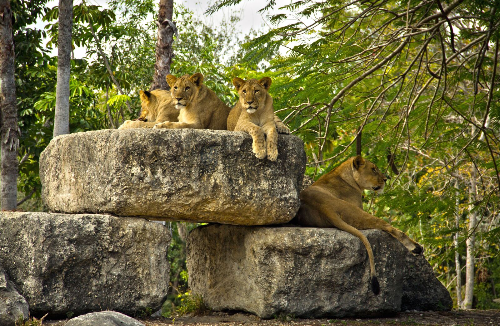Canon EOS 60D sample photo. Leons, metro, zoo, miami photography
