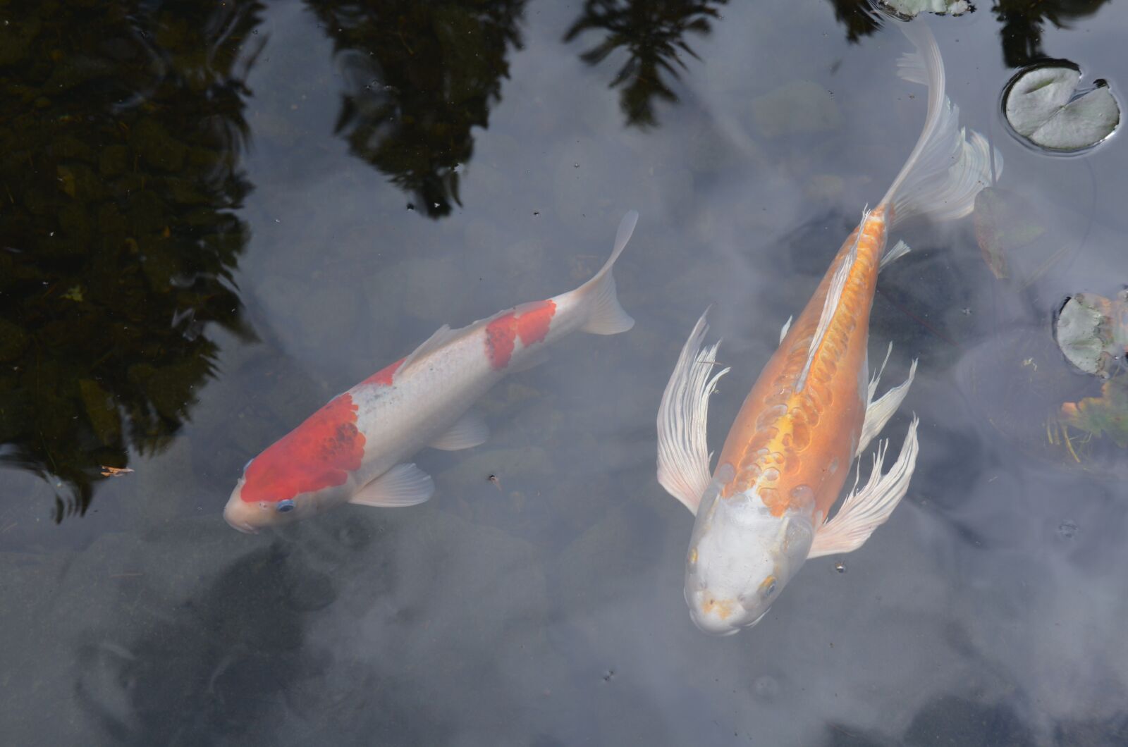 Nikon D5100 sample photo. Koi, fish, japanese photography