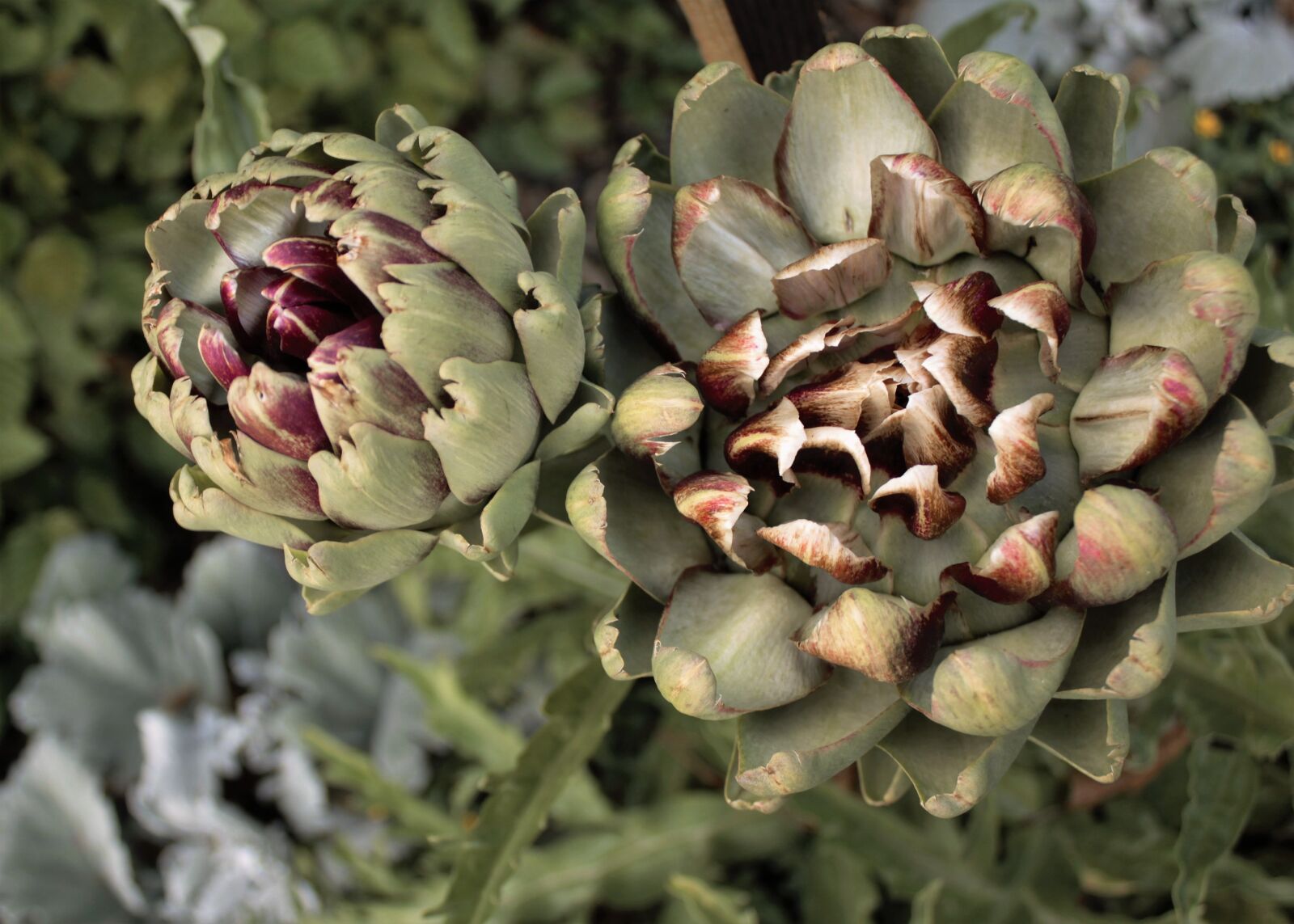 Canon EOS 550D (EOS Rebel T2i / EOS Kiss X4) sample photo. Artichoke lamp, vitamins, vegetables photography