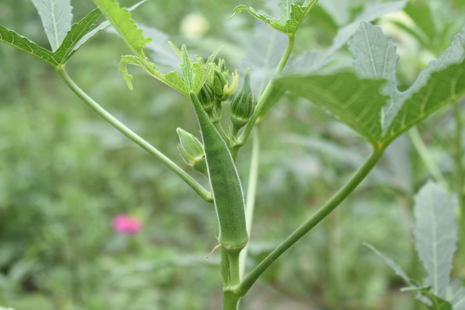 Nikon D3400 sample photo. Lady finger, nature, vegtable photography