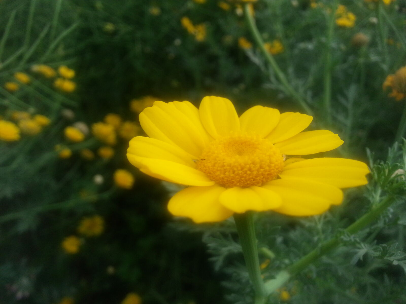 Samsung Galaxy S3 sample photo