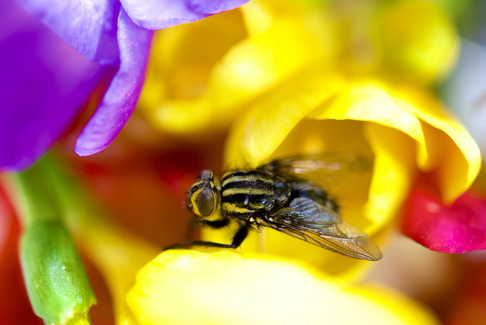 Nikon D500 sample photo. Insects, nature, fly photography