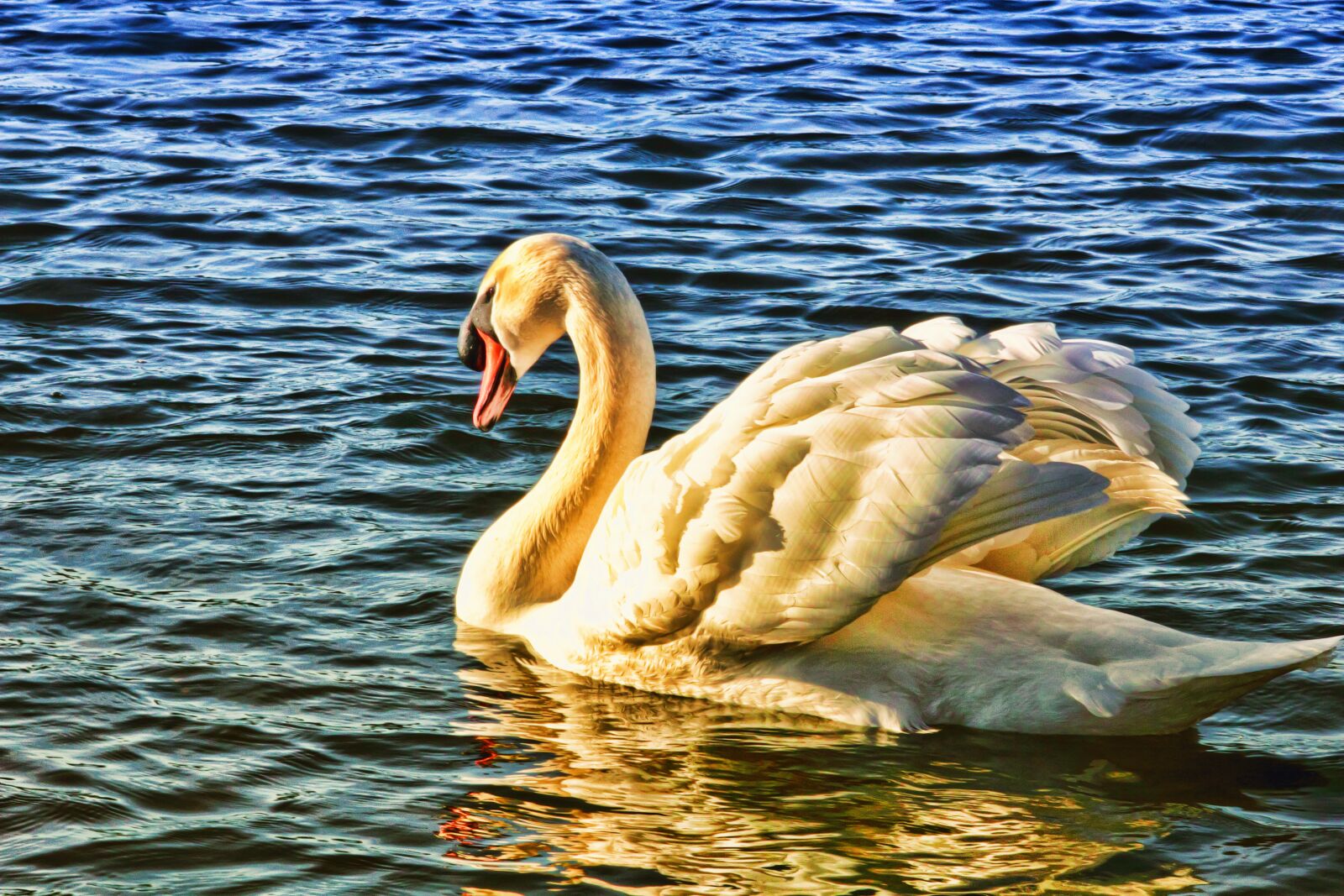 Canon EOS 550D (EOS Rebel T2i / EOS Kiss X4) sample photo. Animal, avian, beak, close photography
